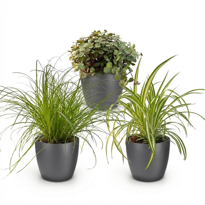 Plantenbox - Cyperus - Callisia - Chlorophytum - met grijze plantenpot - ↕20cm - Ø12cm - 3x