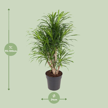 Dracaena Anita - Pianta del drago - ↕100cm - Ø24cm