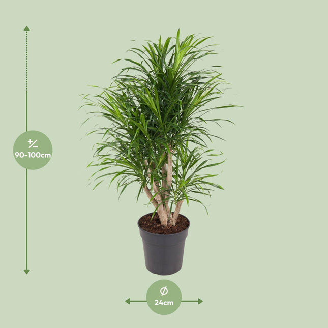 Dracaena Anita - Drakenplant - ↕100cm - Ø24cm