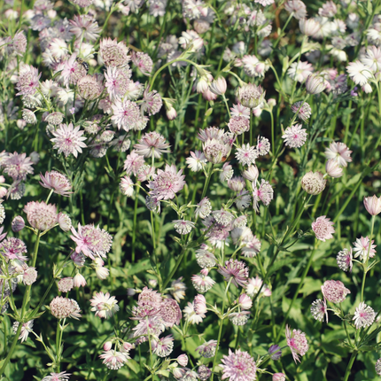 Astrantia major - Bottone di mare - ↕10-25cm - Ø9cm - 12x