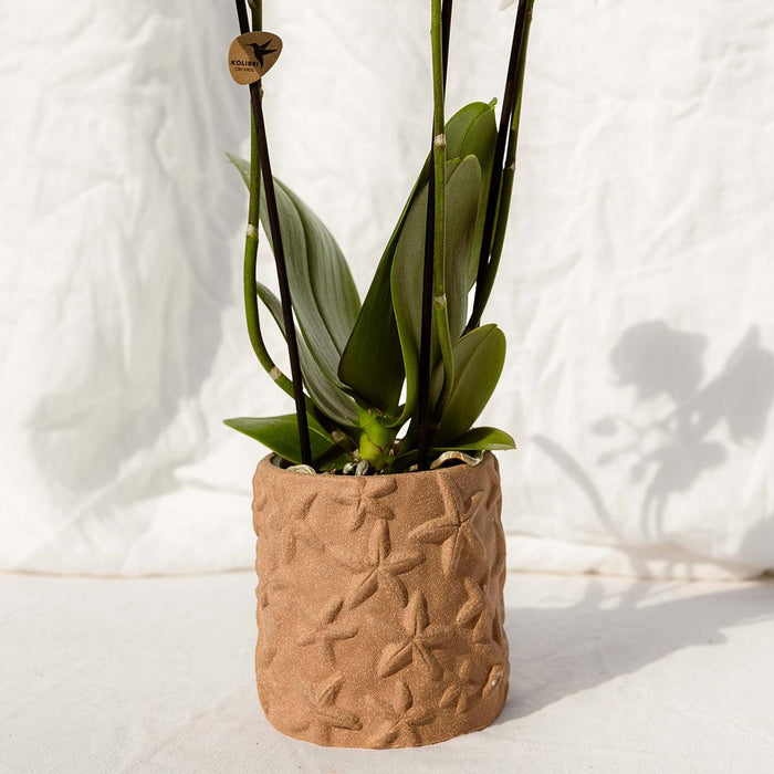 Set van Oranje orchidee Bolzano en succulenten in keramieken sierpotten - potmaat Ø9cm & Ø6cm | bloeiende kamerplant