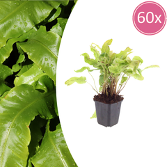 Collection image for: Tongvaren (Asplenium Scolopendrium)