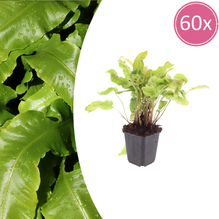Helecho lengua - Asplenium scolopendrium - ↕10-25cm - Ø9cm - 60x