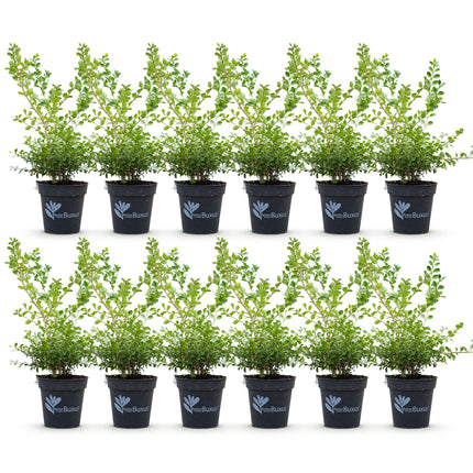 Buksbomhæk - BetterBuxus Babylon Beauty - Modstandsdygtig over for buksbomskimmel - 2 løbende meter - ↕30-35cm - Ø13cm - 12x