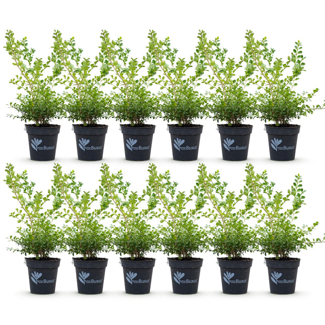 Buxus Haag - BetterBuxus Babylon Beauty - Resistant tegen de Buxus schimmel - 2 strekkende meter - ↕30-35cm - Ø13cm - 12x
