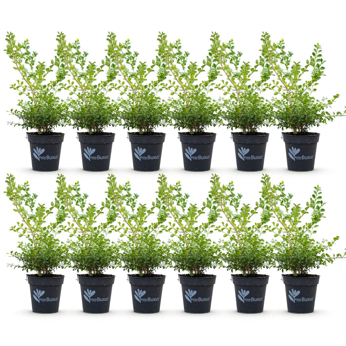 Siepe di bosso - BetterBuxus Babylon Beauty - Resistente alla malattia del bosso - 2 metri lineari - ↕30-35cm - Ø13cm - 12x