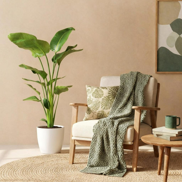 Strelitzia Nicolai - Paradijsvogelplant - met witte plantenpot - ↕110-120cm - Ø21cm