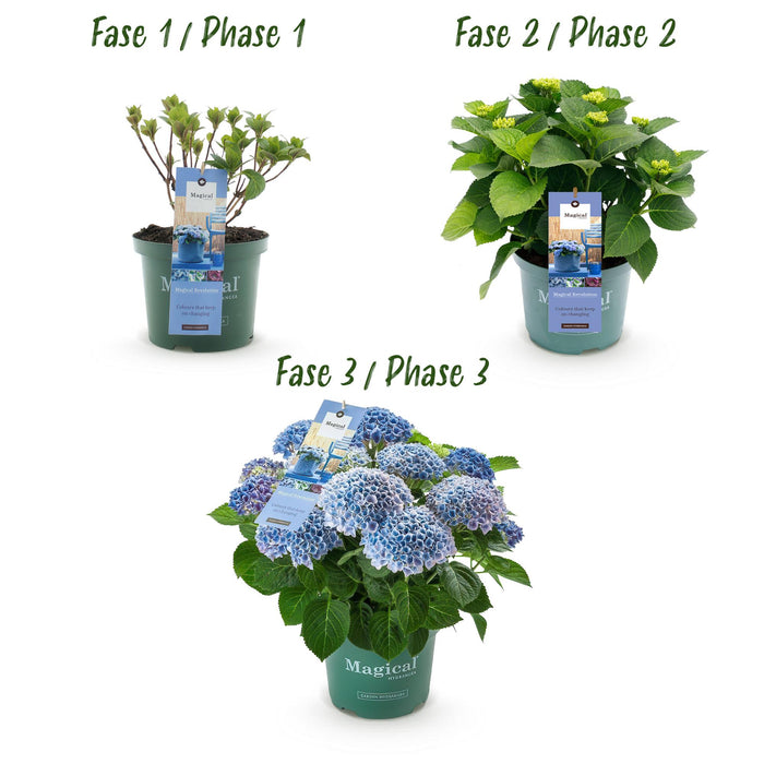 Terrasplant - Hortensia - Hydrangea Magical Revolution Blue - Blauw - 6-10 Bloemen - 2 Planten - Pot 23cm Hoogte 55cm
