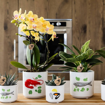 Kolibri Orchids | Combi Deal - 2 Gele Phalaenopsis Orchideeën Blossom Lima - Ø9 cm