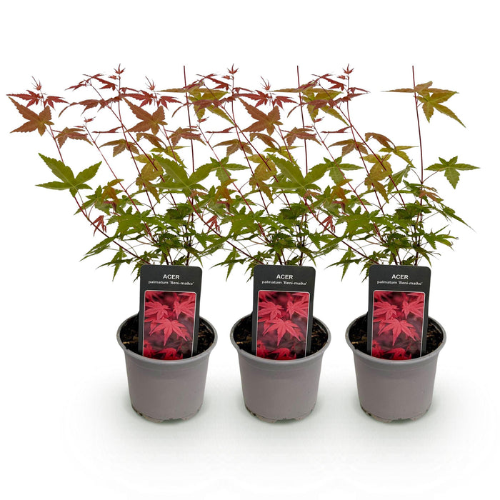 Japanse Esdoorn - Acer Palmatum Beni-maiko - Rood - ↕35cm - Ø12cm - 3x