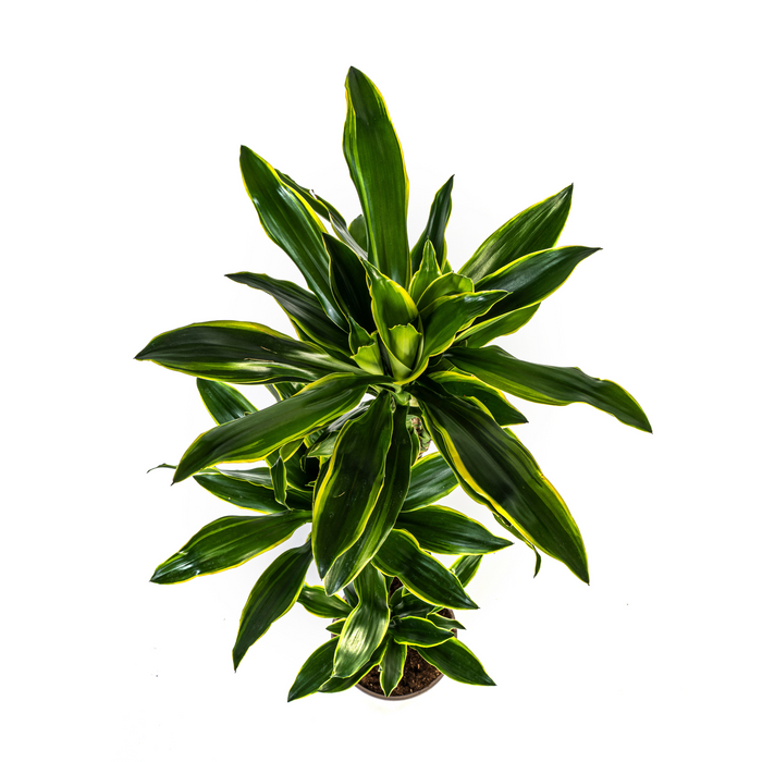 Dracaena Fragrans Golden Coast met mand Ø24cm - ↕130 - 150cm