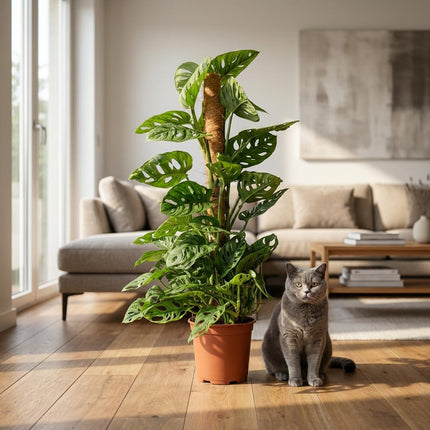 Monstera Andansonii Moss Stick - Monkey Mask - ↕90cm - Ø19cm