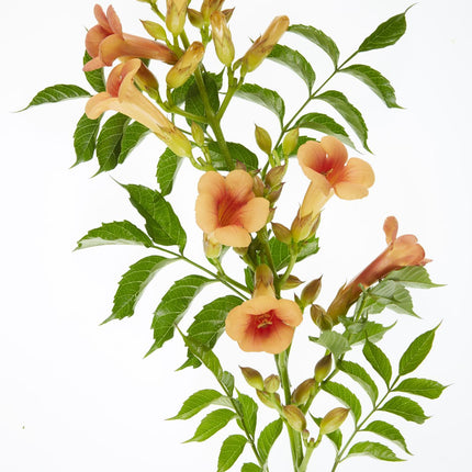 Campsis Indian Summer - Trompetbloem Oranje - ↕65cm - Ø15cm