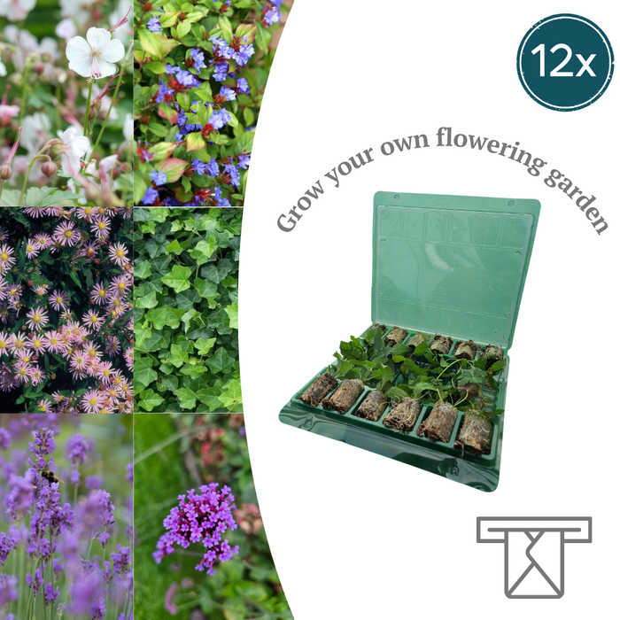 Mix Tray – 12 Pluggen | Laat je Verrassen door een Kleurrijke Plantenmix!