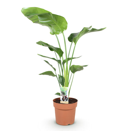 Strelitzia Nicolai - Bird of Paradise flower - ↕110-120cm - Ø21cm