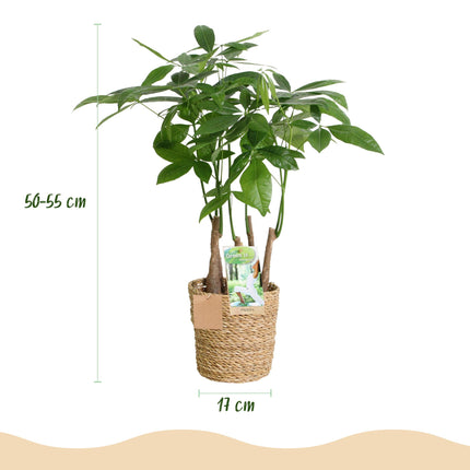 Pachira Aquatica multi-stem - Money tree - with basket - ↕50-55cm - Ø17cm