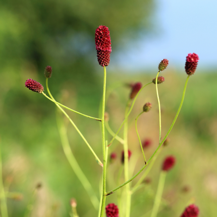 Pimpernel - Sanguisorba officinalis 'Tanna' - ↕10-25cm - Ø9cm - 6x
