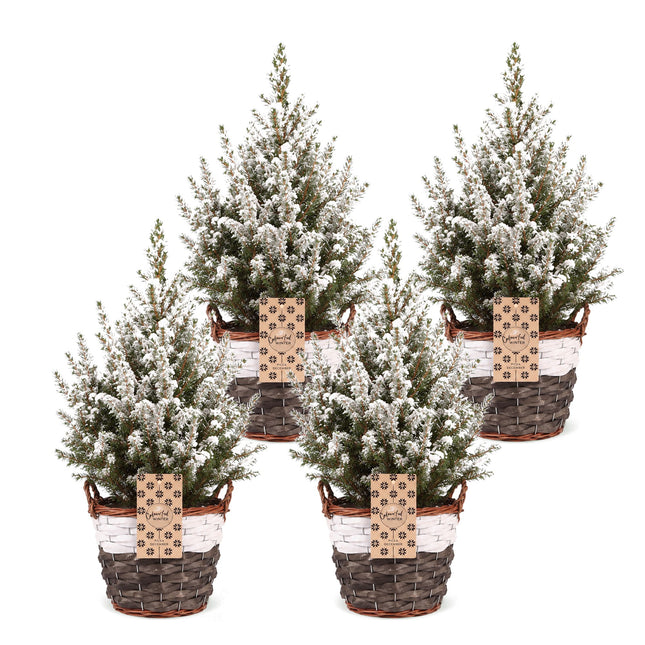 4x Picea glauca Conica - Kegelspar - Groen - Wit - Kerstboom - incl. mand - Ø17cm - ↕65cm