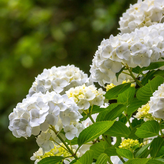Hydrangea macrophylla Hvid - Hortensia - Hårdfør - Hvid - 1 Plante - Potte 12cm - Højde 20-30cm