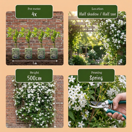 Jasminum officinale - Echte jasmijn 6x - Wit - Klimplant - Ø9cm - ↕35cm