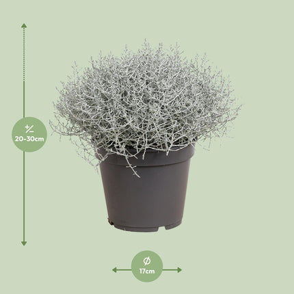 Leucophyta (Calocephalus) Brownii - Ø17cm - ↕30cm