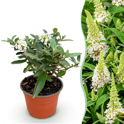Buddleja davidii Butterfly Candy Little White - Vlinderstruik - Compact - Wit - ↕20-25cm - Ø12cm