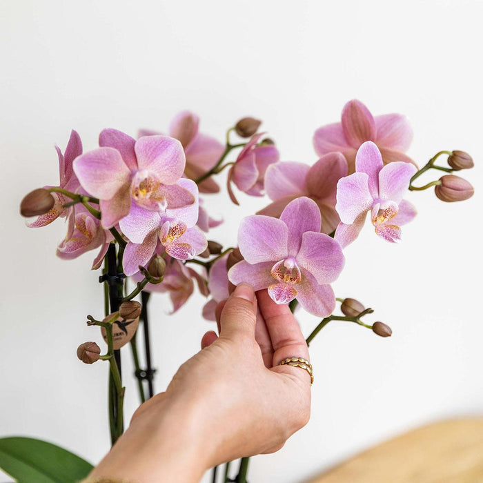 Oudroze Phalaenopsis orchidee - Jewel Treviso - potmaat Ø9cm | bloeiende kamerplant
