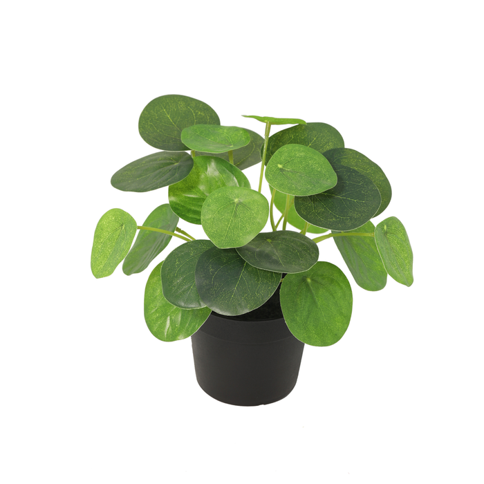 Pilea peperomioides (plante crêpe artificielle) - ↕17,5 cm
