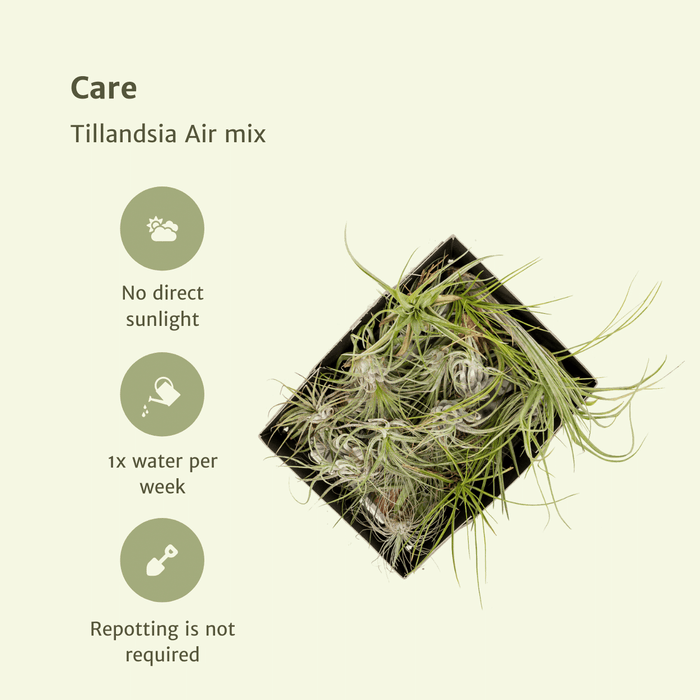 Tillandsia Air mix - 10 stuks - 6 cm - ø6 | Luchtplantjes