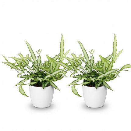 Pteris cretica Albolineata - Ribbon fern - with white plant pots - ↕20cm - Ø12cm - 2x