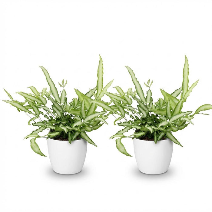 Pteris cretica Albolineata - Lintvaren - met witte plantenpotten - ↕20cm - Ø12cm - 2x