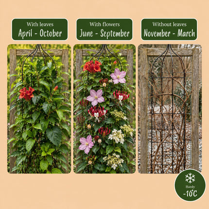 Klimplanten Rainbow Courfull - Regenboog klimplant 12x - Licht Roze - Wit - Paars - Klimplant - Ø9cm - ↕35cm