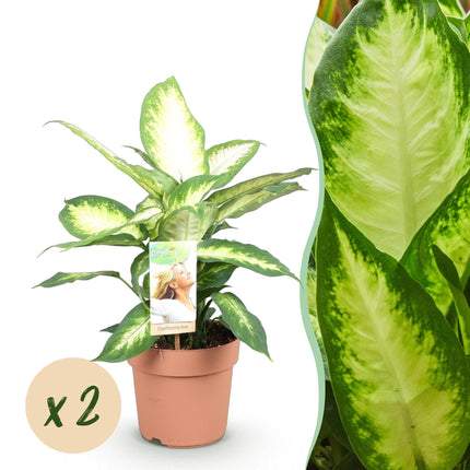 Dieffenbachia Camilla - ↕45-50cm - Ø17cm - 2x
