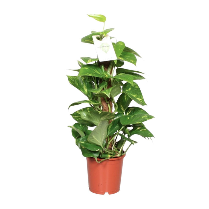 Epipremnum Aureum  - ↕60cm - Ø15cm