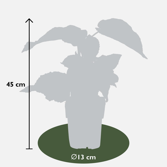 Actinidia Delciosioa 'Jenny' - Kiwiplant - ↕45cm - Ø13cm - 3x