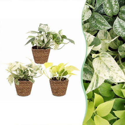 Epipremnum Tricolour 3x - Geel - Groen - Creme - Tropisch - incl. mand - Ø6cm - ↕20-25cm