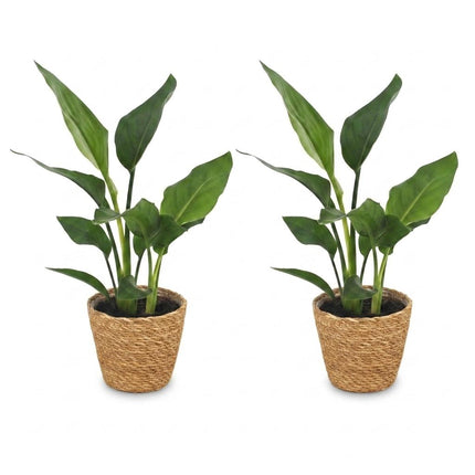 Strelitzia Reginea - Paradijsvogelplant - 2x - met Mand - Pot 12cm - Hoogte - 35cm