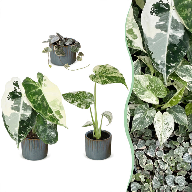 Baby Planten Variegata Mix - Diversen 3x - Tropisch - incl. Linnea Misty Blue - Ø6cm - ↕10-15cm
