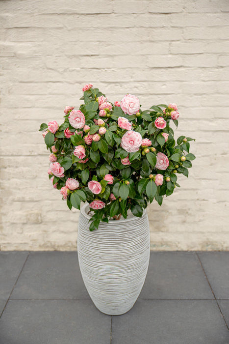 Camellia Japonica Bonomiana - ↕65cm - Ø19cm