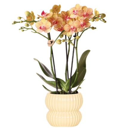 Kolibri Orchids | Oranje Jamaica orchidee + Horizon sierpot geel – potmaat Ø9cm