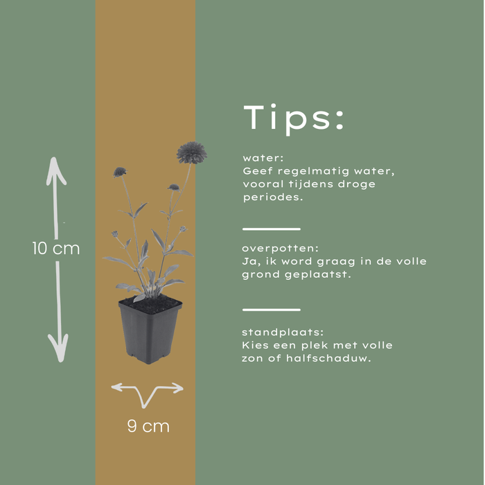 12x Knautia macedonica - ↕10-25cm - Ø9cm