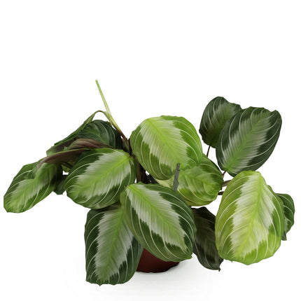 Adorno Maranta Silverband - Planta de la oración - ↕25cm - Ø12cm