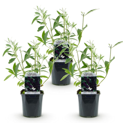 Buddleja davidii Black Night - Vlinderstruik - Paars - ↕45cm - Ø17cm - 3x