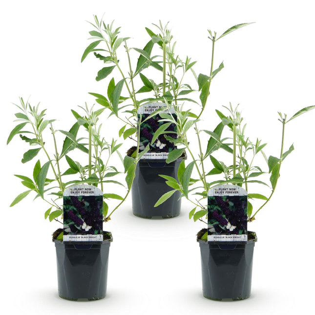 Buddleja davidii Black Night - Butterfly Bush - Purple - ↕45cm - Ø17cm - 3x