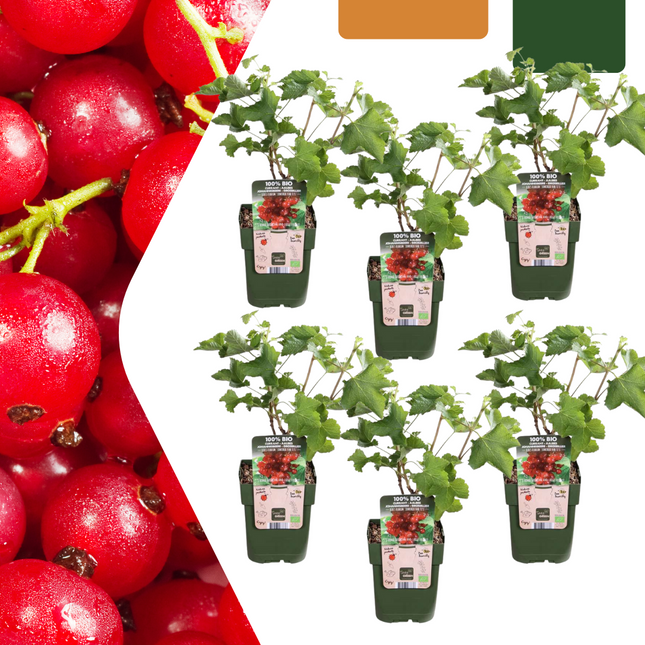 Organic Gooseberry Plants - ↕20cm - Ø13cm - 6x