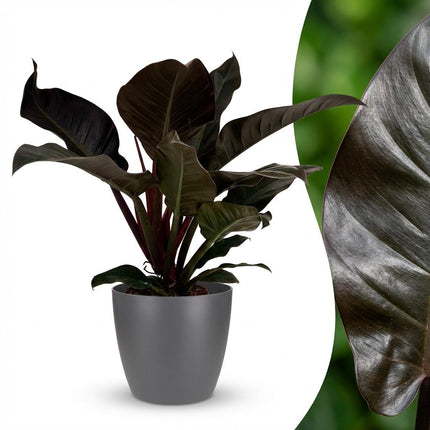 Philodendron Imperial Red - met grijze pot - ↕60cm - Ø19cm