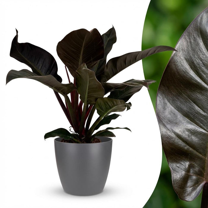 Philodendron Imperial Red - met grijze pot - ↕60cm - Ø19cm