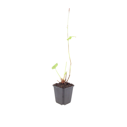 Persicaria amplexicaulis 'Alba' - Duizendknoop - ↕10-25cm - Ø9cm - 6x