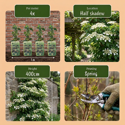 Hydrangea a. Petiolaris - Klimmende hortensia 6x - Wit - Klimplant - Ø9cm - ↕35cm