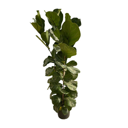 Ficus Lyrata shrub - 180 cm - Ø27